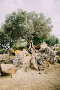 Olive Tree