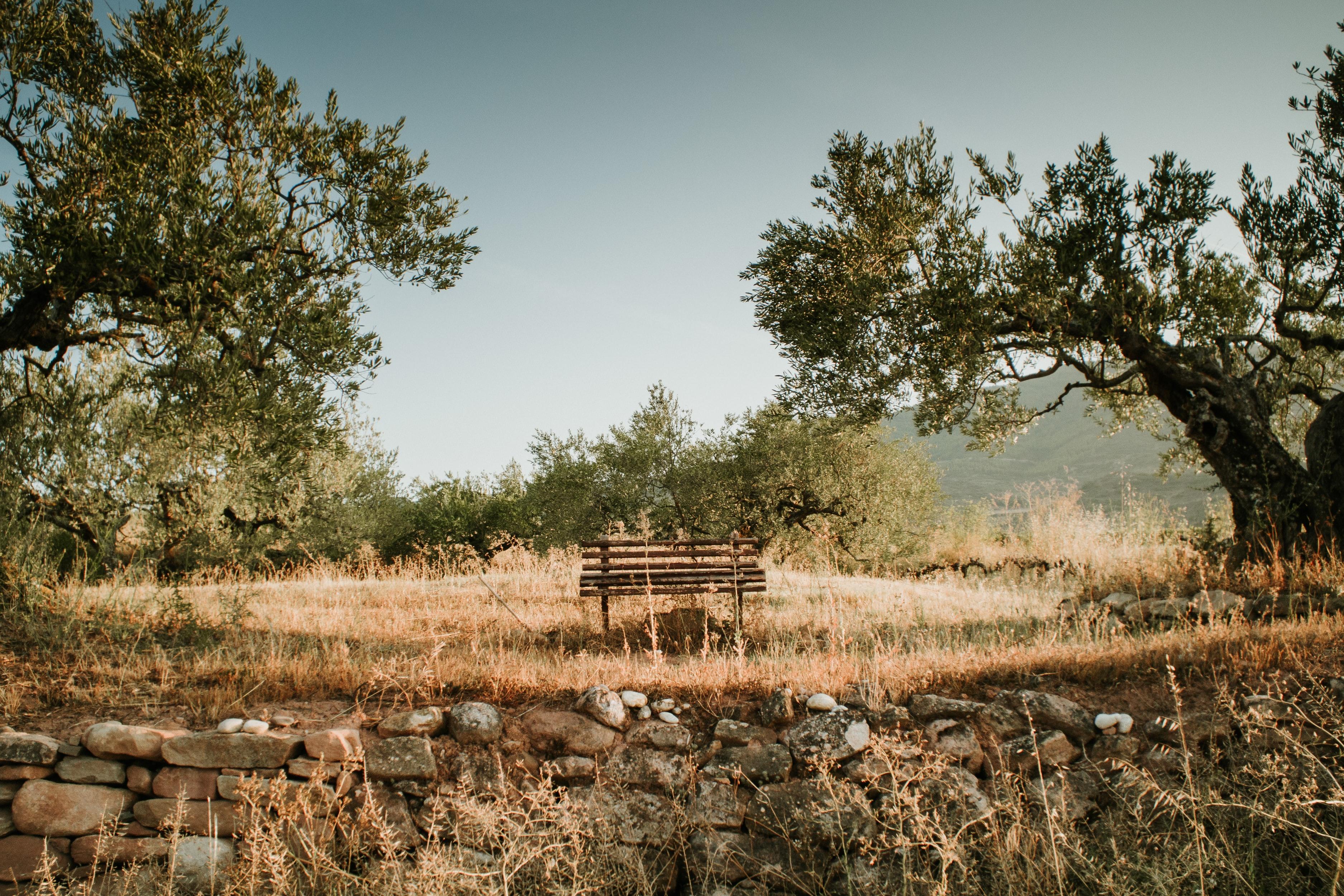 Olive tree in the nature